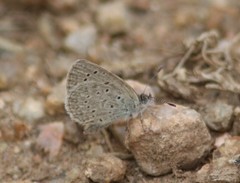 Zizeeria knysna knysna