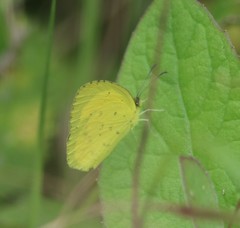 Eurema desjardinsii