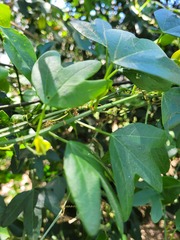 Passiflora aurantia aurantia