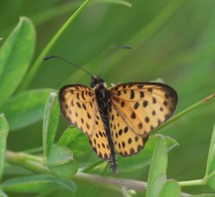 Pardopsis punctatissima