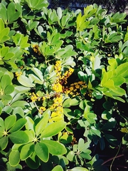 Heptapleurum arboricola