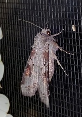 Trichordestra legitima