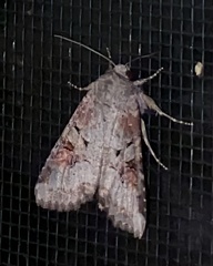 Trichordestra legitima