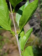 Canthium suberosum