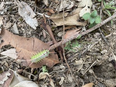 Doratifera quadriguttata