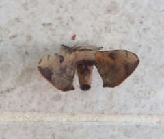 Lepidoptera