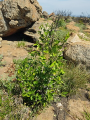 Canthium suberosum