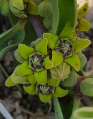 Raphionacme velutina