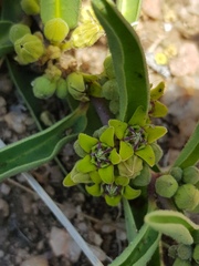 Raphionacme velutina