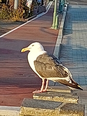 Larus schistisagus