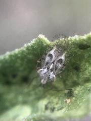 Gargaphia iridescens