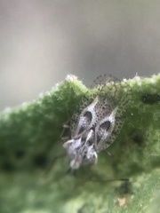 Gargaphia iridescens