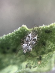 Gargaphia iridescens