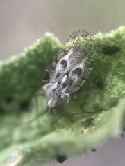 Gargaphia iridescens