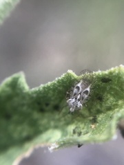 Gargaphia iridescens