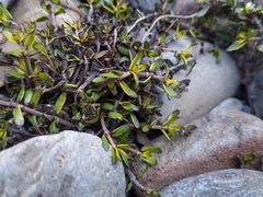 Coprosma brunnea
