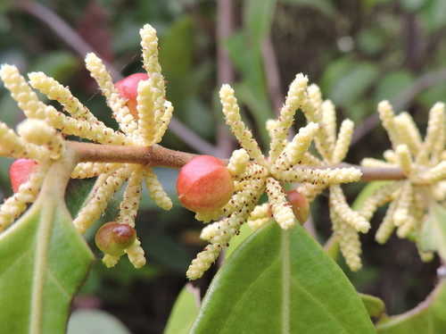 Lacistema pubescens