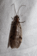 Archichauliodes guttiferus