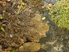 Nephroma rufum