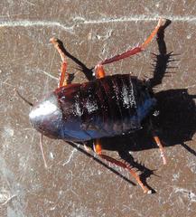 Blatta orientalis