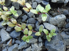 Epilobium microphyllum