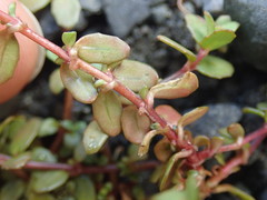 Epilobium microphyllum