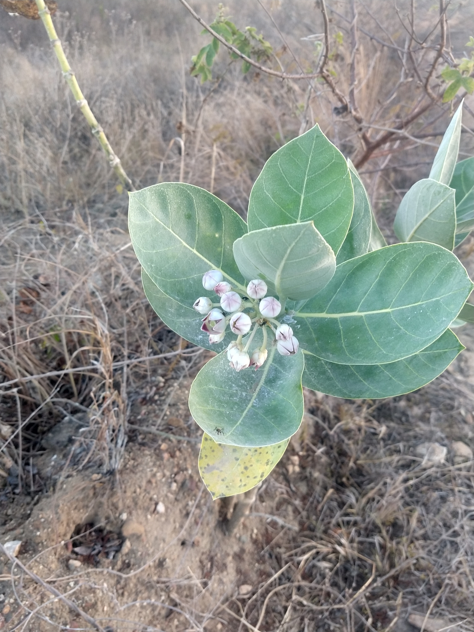 Calotropis procera