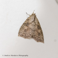 Olulis puncticinctalis