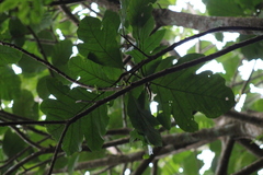 Artocarpus lacucha