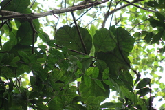 Artocarpus lacucha