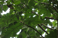 Artocarpus lacucha