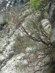 Carmichaelia glabrescens