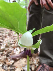 Trillium rugelii