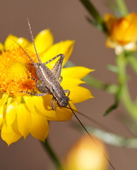 Eurepa marginipennis