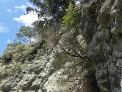 Carmichaelia glabrescens