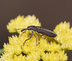 Rhinotia sparsa