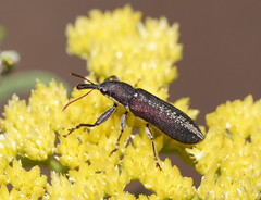 Rhinotia sparsa