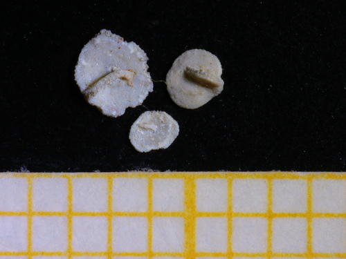 Amphisorus hemprichii observed 2021-08-23