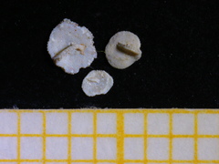 Amphisorus hemprichii