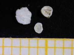 Amphisorus hemprichii