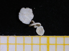 Amphisorus hemprichii