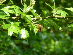 Dolichovespula media