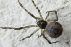 Araneae