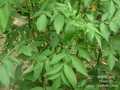 Sambucus williamsii