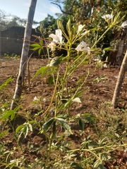 Tarenaya longicarpa
