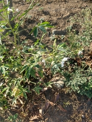 Tarenaya longicarpa