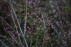 Persicaria senticosa