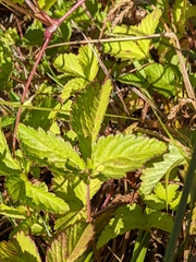 Potentilla indica image