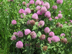 Trifolium pratense