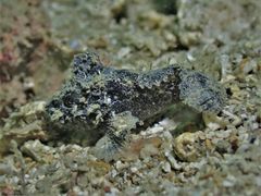 Paraploactis kagoshimensis